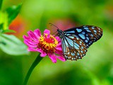 8 espèces étonnantes de papillons