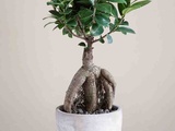 Ficus ginseng : taille, arrosage et conseil d’entretien