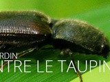 Lutter contre le taupin