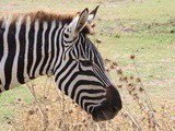 Safari à la réserve africaine de Sigean (11)