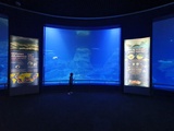 Visite à l’aquarium océanographique de Valence (Espagne)