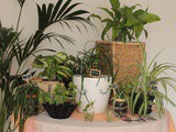 1 plant, 3 stylings - Urban Jungle Bloggers