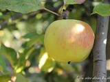 La cueillette de Gally #4 Dernier week-end pour les pommes