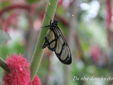 La serre à papillons- Sortie en Yvelines