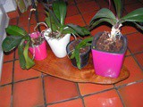 Planche à plante pour mes orchidées