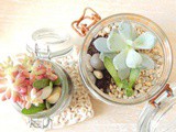 Diy terrarium : mes succulentes en pots