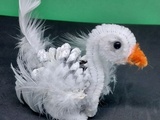 Cygne